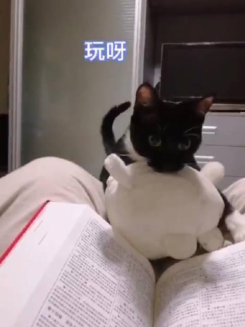 小猫爆料视频,揭秘宠物界的趣味瞬间